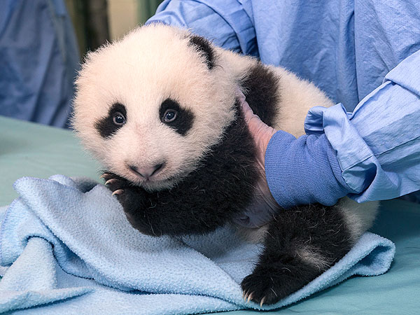 Baby Panda Update: Eyes Are Fully Open!