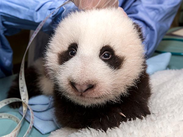 panda cub wow