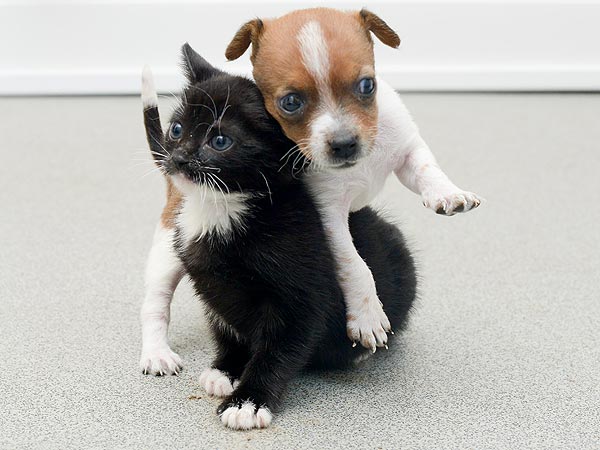 Abandoned Kitten and Puppy Are Unlikely BFFs