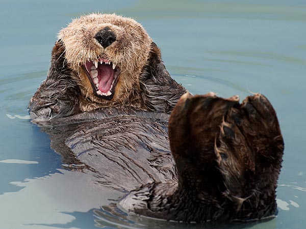 Funny Photo! Otter Screams – Just Like the Painting