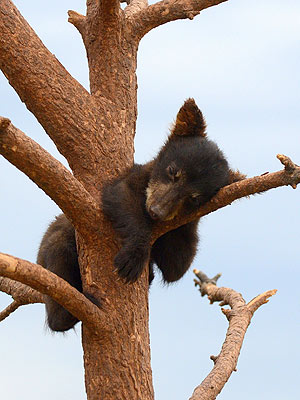 Daredevil Bear Cub Naps – on a Tree Branch