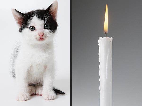 Yankee Candle Includes 'Whiskers on Kittens' Scent in Collection