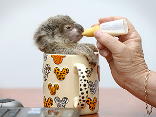 OMG! Baby Koala (in a Mug) Drinks from a Dropper