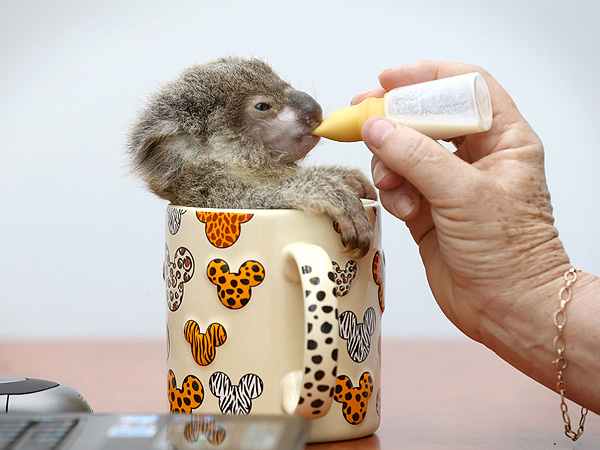 OMG! Baby Koala (in a Mug) Drinks from a Dropper