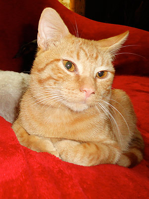 Adopt Me! Lovable Andy Can't Wait to Cuddle with You