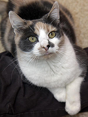 Adopt Me! Little Callie Adores Being Around People