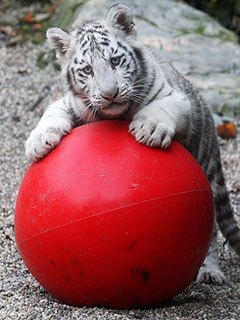 PHOTO: White Tiger Cubs Tackle Ball – and Each Other!