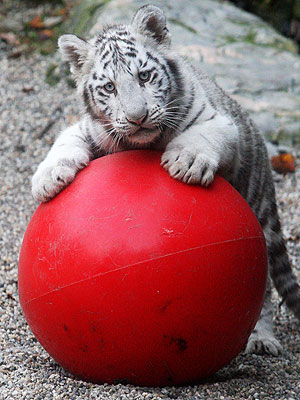 PHOTO: White Tiger Cubs Tackle Ball – and Each Other!