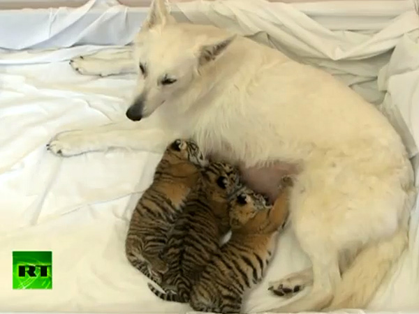 Shepherd Dog Nurses Three Tiger Cubs at Russian Zoo