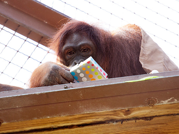 Bikini Orangutan