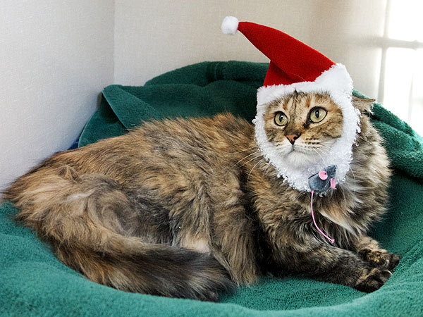 Adopt Me! Senior Cat Tasha Wants a Home for Christmas