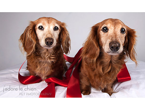 Adopt Us! Cassidy & Colby Are Grateful for Their Second Chance