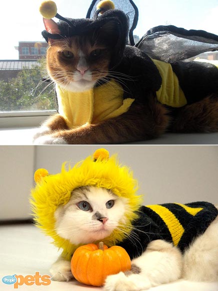 Halloween Faceoff! Pet Costume Showdown