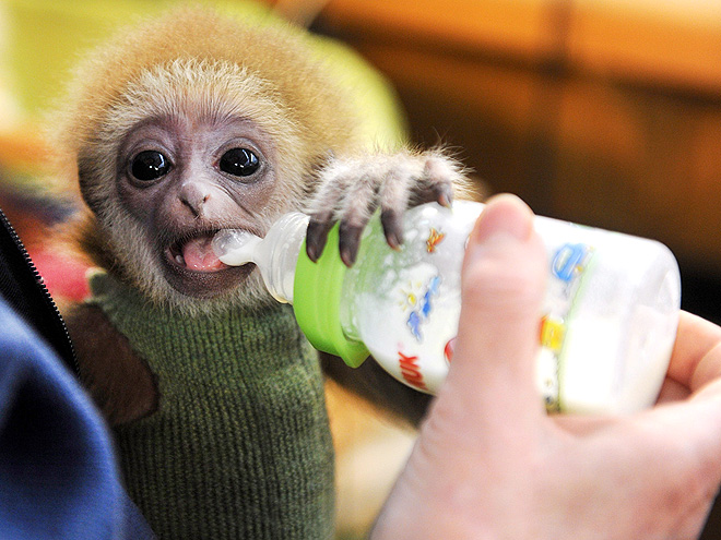 2012's Unbearably Cute Baby Animals