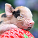 2012's Unbearably Cute Baby Animals