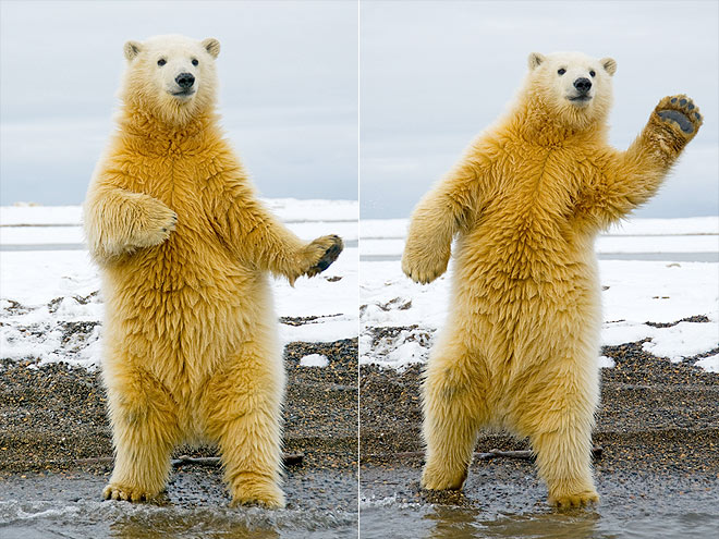 10 Craziest Animal Photos of 2012