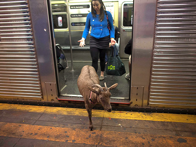 10 Craziest Animal Photos of 2012