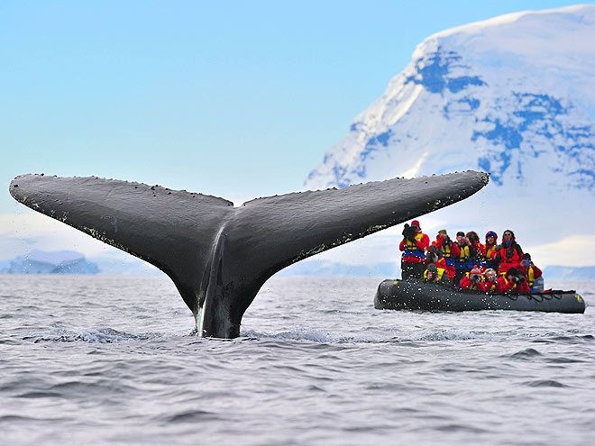 10 Craziest Animal Photos of 2012