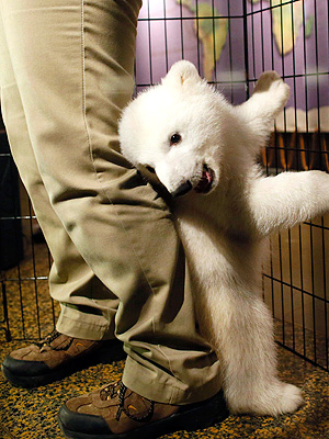 The Daily Treat: This Polar Bear Cub Just Wants to Make You Smile