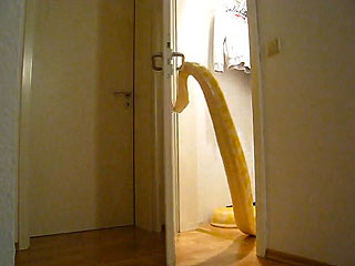 Cool or Totally Creepy? Watch a Snake Open a Door