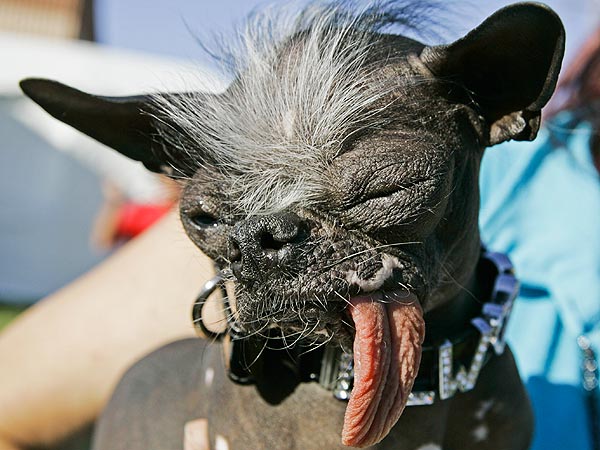 World's Ugliest Dog Dead: Elwood, 2007