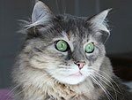 11 Homeless Cats That Will Rescue You