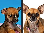 The World's Smallest Dog: All Grown Up!