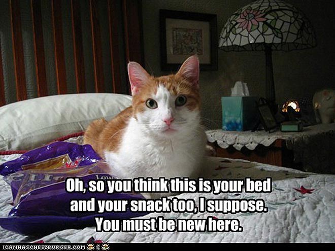 PHOTOS: Cats in Your Stuff
