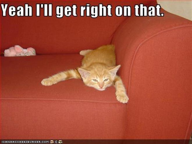 PHOTOS: Ever Wonder What Your Cat's Up to When You're at Work?