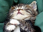 PHOTOS: These Cats Could Sleep Through Anything
