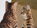 PHOTOS: Your Cats Are So Vain
