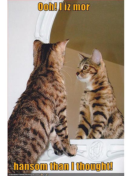 PHOTOS: Your Cats Are So Vain