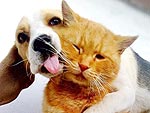Cats vs. Dogs: The Ultimate Showdown