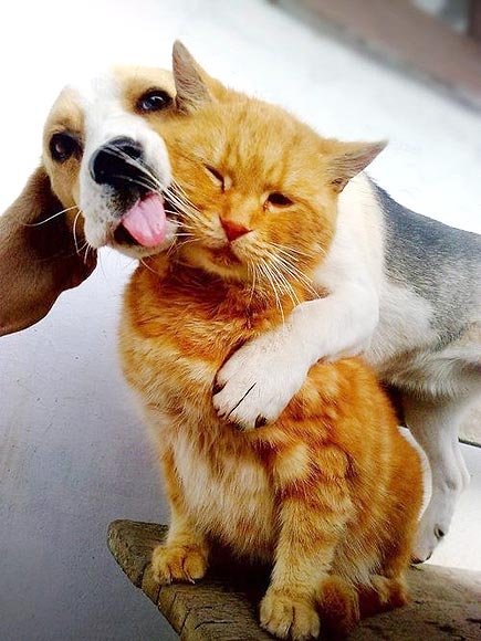 Cats vs. Dogs: The Ultimate Showdown