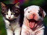 PHOTOS: And You Thought Cats & Dogs Couldn't Get Along ...