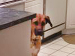 How a Photobombing Dog Helped His Owner Rent Out an Apartment