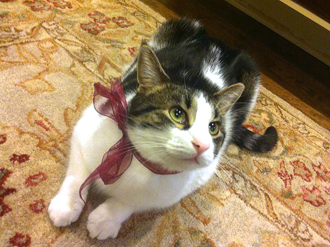 The Cutest Pets on Twitter!