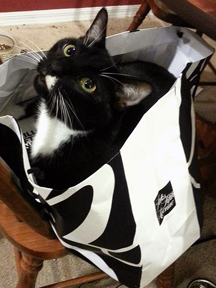 The Cutest Pets on Twitter!