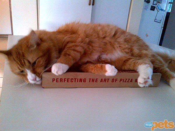 The Cutest Pets on Twitter This Week!