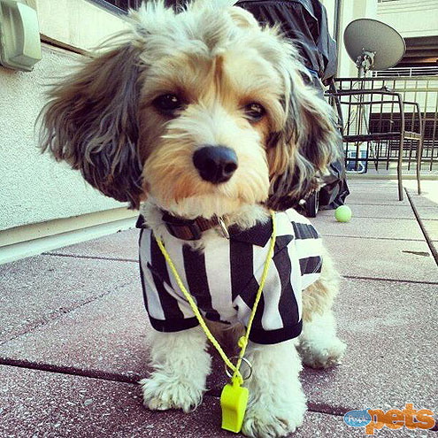 The Cutest Pets on Twitter This Week!