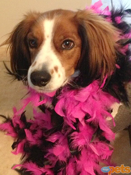 The Cutest Pets on Twitter This Week!
