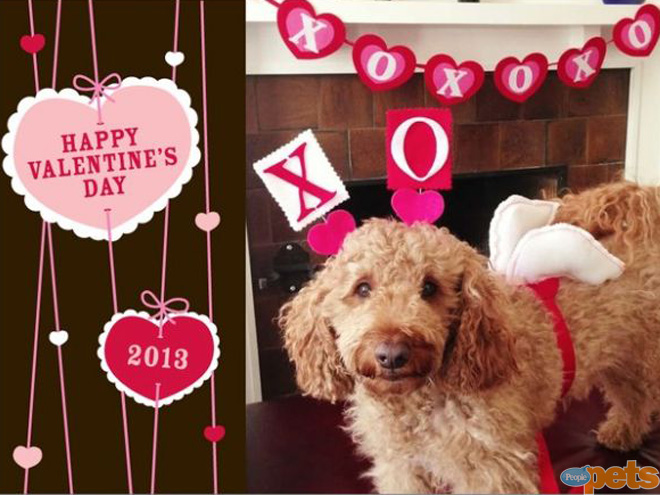 The Cutest Pets on Twitter This Week!