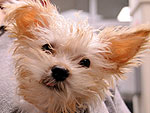 The Cutest Pets on Twitter This Week!