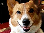 The Cutest Pets on Twitter This Week!