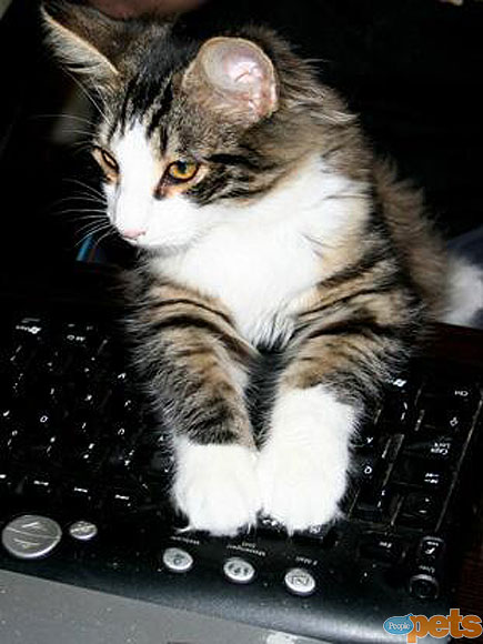 The Cutest Pets on Twitter This Week!