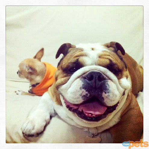 The Cutest Pets on Twitter This Week!