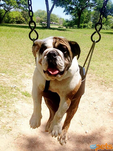 The Cutest Pets on Twitter This Week!