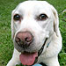 The Cutest Pets on Twitter This Week!