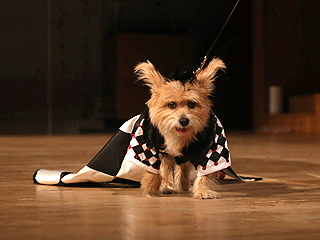 5 Dogs Who Rule the Catwalk