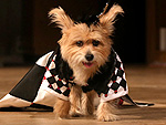 5 Dogs Who Rule the Catwalk